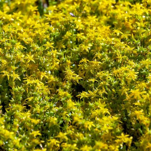Semillas de Sedum, en Variedades antiguas y resistentes jardín jardín rocas tapizantes en, parterre elevado Decoraciones 150pcs