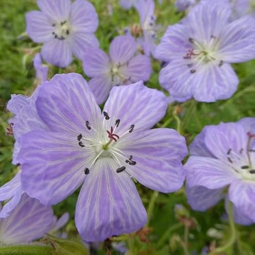 6x Wiesen Storchschnabel 'Mrs. Kendall Clark' - Geranium pratense 'Mrs. Kendall Clark' - Topf 9x9cm