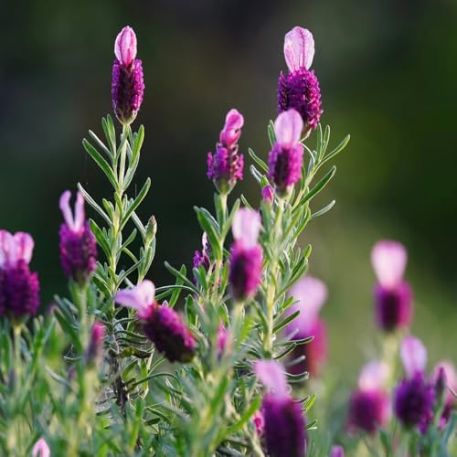 semi di lavanda, balcone in vaso rialzata esotiche 225pcs