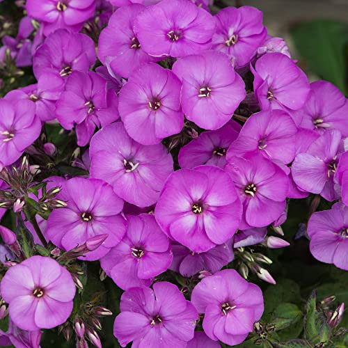 Phlox Ka-Pow Lavender - Garden Phlox | Deciduous Outdoor Perennial Garden Flower (20-30cm Incl. Pot)