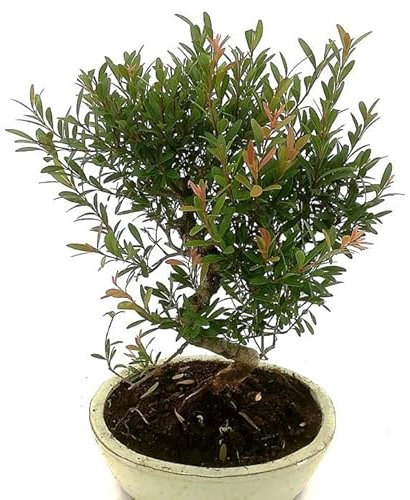 Bonsái Syzigium Buxifolium Natural Comunmente Conocido como Bonsái Clavo de Olor