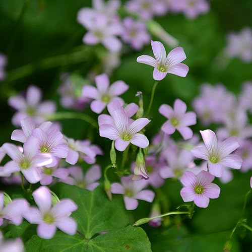 oxalis triangularis - draußen blumendeko bonsai topf pflanztöpfe topfpflanzen sommerblumen 3zwiebeln