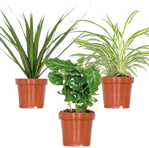 Bloomique - 3er-Set - Zimmerpflanzen-Mix - Coffea - Dracaena - Chlorophytum - Luftreinigend - Topf 12 cm - 25-35 cm
