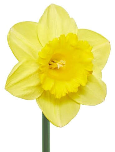 Bulbes de Narcisses 32 x 'Royal Dutch' - The Bulb Farmers - Printemps - Cultivé aux Pays-Bas -Bulbes de Narcisses -Bulbes à fleurs