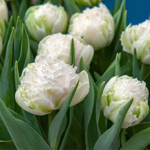 Plant in a Box - Tulipa Snow Crystal - Blumenzwiebeln x15 - Tulpe - Weiß - Frühblüher