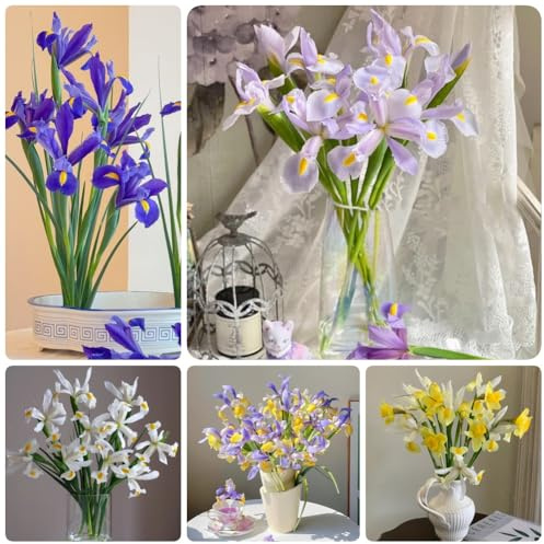 Semillas de iris, Iris tectorum, silvestres perenne resistente Los lirios son resistentes para balcones 50pcs