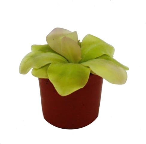 Exotenherz Fleischfressende Pflanze - Maya-Fettkraut - Pinguicula spec. Guatemala - 9cm Topf