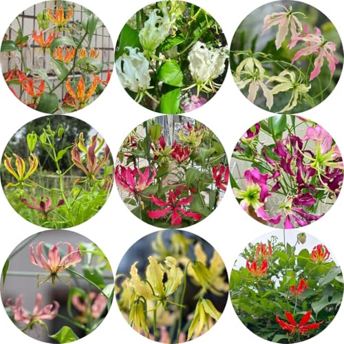 5bulbos de lirio de llama - ación temprana ación primaveral, decoración, ramo resistentes, jardín exóticas, Regalos para amantes