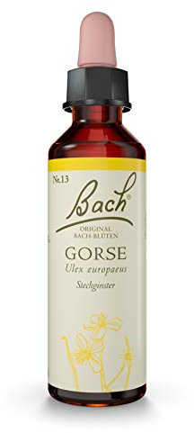 Original Bachblüten Tropfen Nr. 13 Gorse: Neue Kraft und positive Gedanken mit der Bach-Blüte Stechginster, 20ml