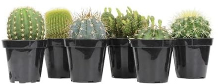6 Unidades de Cactus Mini Perfectos para el Interior o el Exterior del Hogar