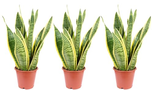 3x Bogenhanf, pflegeleichte Zimmerpflanzen, Sansevieria trifasciata Laurentii - Höhe ca. 35 cm, Topf-Ø 12 cm