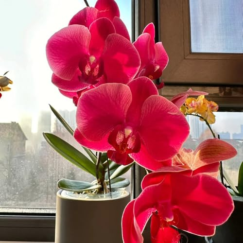 semillas de orquídea phalaenopsis - jardín resistentes balcón perennes 50pcs