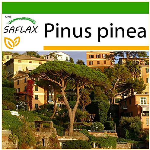 SAFLAX - Pino marittimo - 6 semi - Con substrato - Pinus pinea