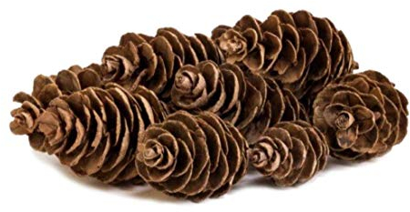 RB-Edelstahl Design Feuerzündis 500g Douglasienzapfen Grill Anzünder naürliche Premium Anzünder für Grill Kamin oder Ofen duftend Naturprodukt aus Zapfen und Wachs Lange Brenndauer Inhalt ca.60 Stück