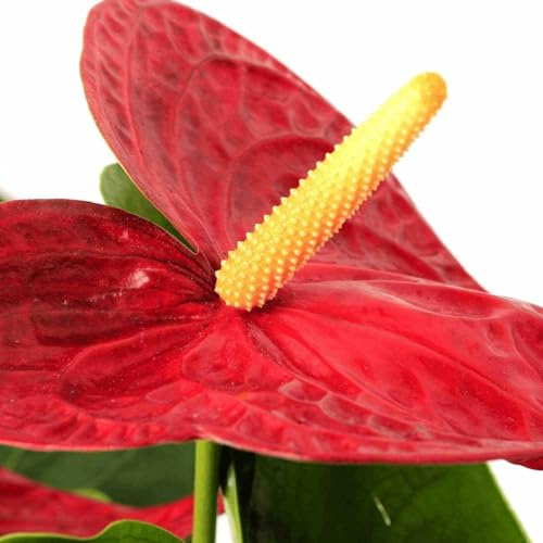 Anturio Rojo Natural Planta de Interior con Flores Deslumbrantes y Cuidado Sencillo