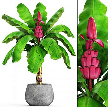 10 viola ornamentali Banana semi -Musa Velutina ornamentali Banana