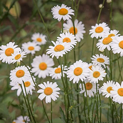 Saterkali Wildblumensamen, 50 Stück/Beutel Wildblumensamen Exquisite Attraktive Schöne Ringelblume Dürretolerante Samen für den Außenbereich Gänseblümchen-Samen