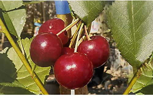 Vivai le Georgiche - Pianta vera di Ciliegio Visciola di Germania - Prunus cerasus - Ciliegio aspro - diametro vaso Ø 20 cm