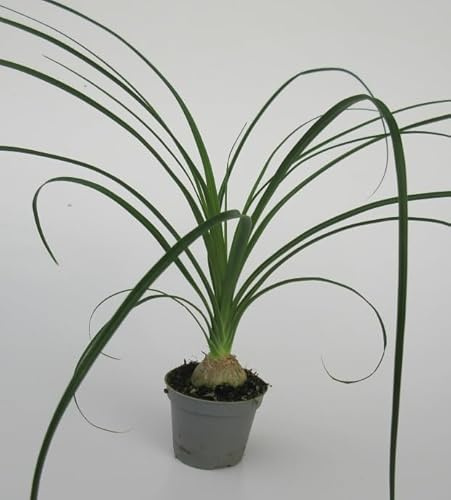florari Beaucarnea recurvata/Elefantenfuß