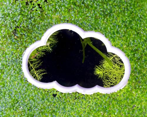 Anillo flotante para plantas de acuario | Anillo flotante para plantas de acuario | Anillo de alimentación para peces | Anillo de alimentación flotante | Tamaño: M