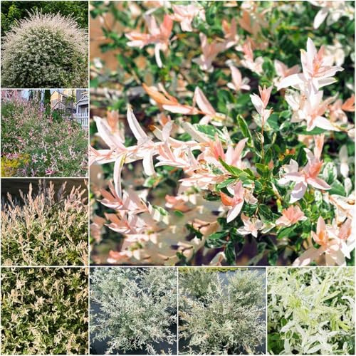 harlekinweide stämmchen ziergräser winterhart für sonnige plätze hakuro zimmerpflanzen garten frühling balkonpflanzen 100samen