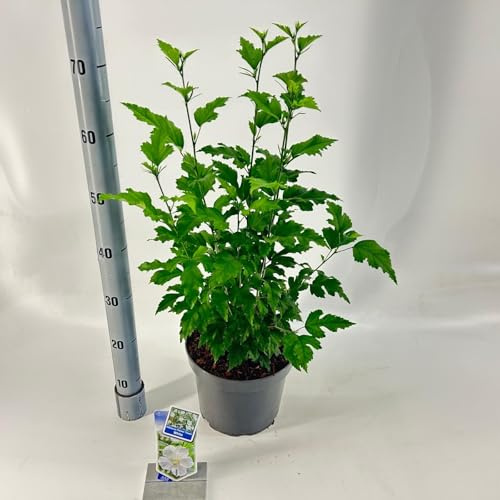 Fresh Plants Pflanze - Hibiskus (Hibiscus syriacus ‘Flower Tower White’) - Topf Ø23 cm, Höhe ca. 70 cm