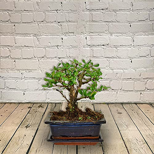 All Occasions, Bonsai Tree Perfect Mini Bonsai Plant for Home, Bedroom, Kitchen and Living Room, Perfect for Clean Air, Delivered Next Day Prime