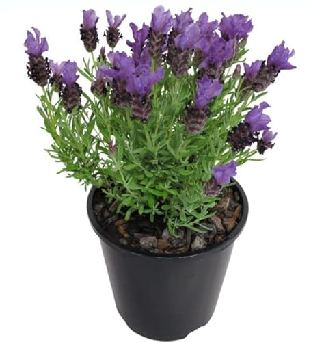 Flor Lavanda del Mediterráneo Planta Natural muy Típica en Zonas Rurales