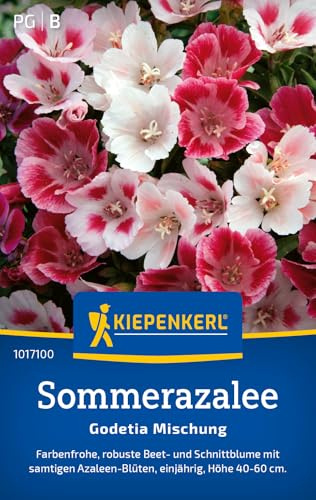 Kiepenkerl Sommerazaleesamen Godetia Mischung 1017100, Sommerblumensaat | Wuchshöhe 40 bis 60 cm, Inhalt für 100 Pflanzen, als Schnittblume