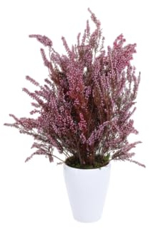 Planta Verde y Floral de Brezo Preservado Ideal para Ambientes Acogedores