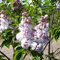 Edelflieder 'Belle De Nancy' - Syringa vulgaris 'Belle De Nancy' 40-60 C - 40-60 cm Topf