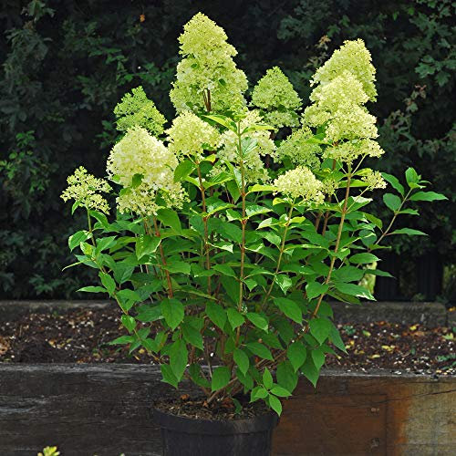 Hydrangea Plant with Large Flowers and Blooms Most Drought Tolerant Hydrangea with Flowers That Change Colour Over Time, 2 x 9cm Potted Hydrangea Limelight Plants by Thompson and Morgan