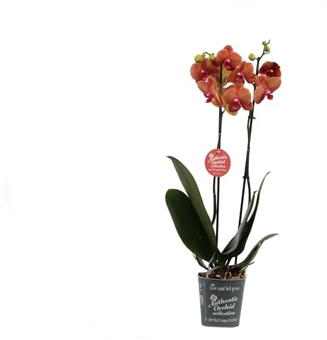 Orquídea Phalaenopsis: Planta Exótica con Colores Vibrantes