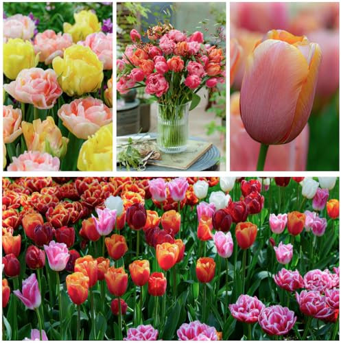 Tulpenzwiebeln Winterhart Mehrjährig Super Kollektion - 50 Blumenzwiebeln - Echte Pflanzen aus Holland - Tulpen Zwiebeln für Garten, Töpfe und Balkon (große Knollen, kein Samen, nicht künstlich)
