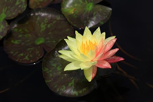 Lincolnshire Pond Plants Ltd - Wanvisa Water Lily - Pond Plants - LW27-Potted