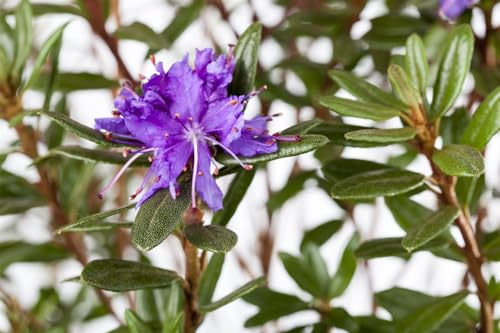 Rhododendron impeditum 'Azurika' 15–20 cm – Winterhart, Immergrün, Mehrjährig – Zwerg-Rhododendron – Zierstrauch für Steingarten & Kübel
