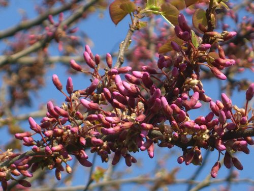 Seedeo Judasbaum (Cercis siliquastrum) 50 Samen
