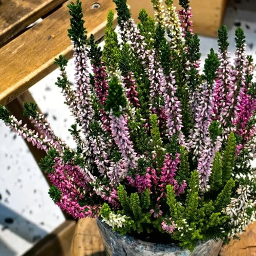 Heidekraut - steingartenpflanzen WinterheideSamen, winterharte für garten sträucher winterhart mehrjährig balkonpflanzen blumensamen 550Samen