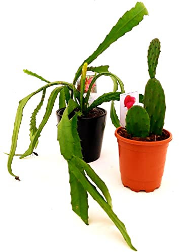 POWERS TO FLOWERS - EPIPHYLLUM LINGUA DI SUOCERA A FIORE GIGANTE ROSSO, RHIPSALIS, e FICO D'INDIA OPUNTIA A FRUTTO ROSSO, vaso 12cm, piante vere