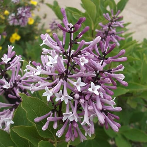 Lilas de Chine 'Miss Kim' – Syringa patula 'Miss Kim' – 40-60 C – 40-60 cm pot | Floraison parfumée, feuillage automnal rouge