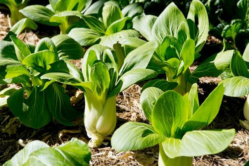 Buy4seeds Cabbage PAK Choi Green STEM 500 Seeds Easy to Grow Garden Yard Patio