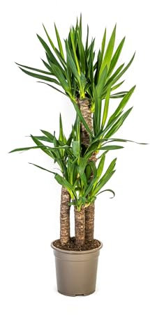 Riesen-Palmlilie - Yucca Elephantipes - Zimmerpflanze - Ø21cm - 90-110cm