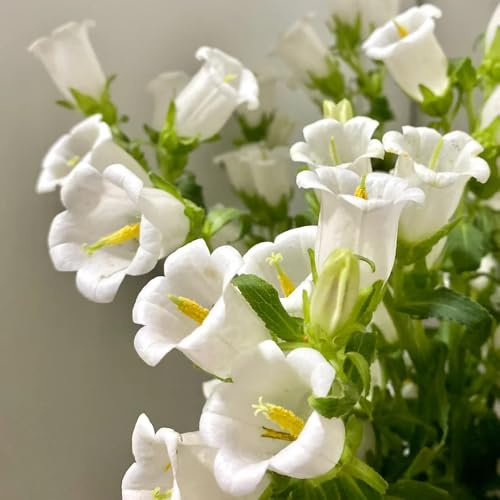semi di campanula - campanula media - ombra di campanula, resistenti all'esterno selvatici da balcone 55pcs