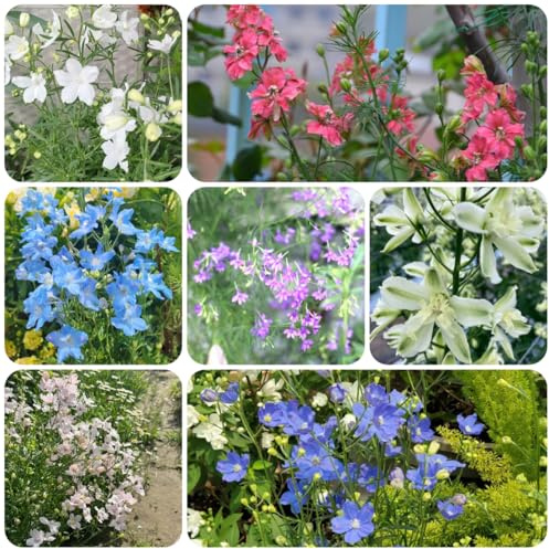 rittersporn staude - Delphinium - bonsai balkon blumensamen wildblumen exotische blumenbeet balkon blumenwiese topfblumen kletterpflanzen steingartenpflanzen bodendecker blumensamen 500samen
