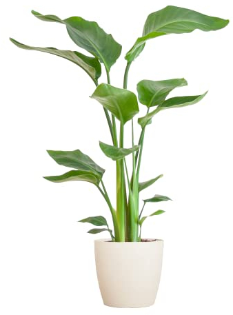BloomPost Strelitzia Nicolai — 70-80 cm + weißer Fasertopf — Zimmerpflanze — Pflegeleichte Zimmerpflanze — Einfach zu züchtende Heimbüro-Pflanzen — Inklusive Topf