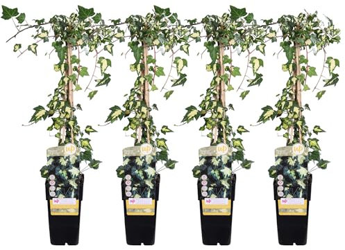 Hiedra variegata – Lote de 4 – 65 cm – Ø15 – Planta trepadora de exterior