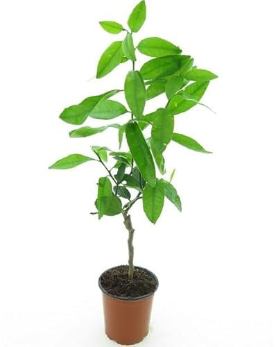 Árbol Frutal - Limonero Natural y Fácil de Mantener