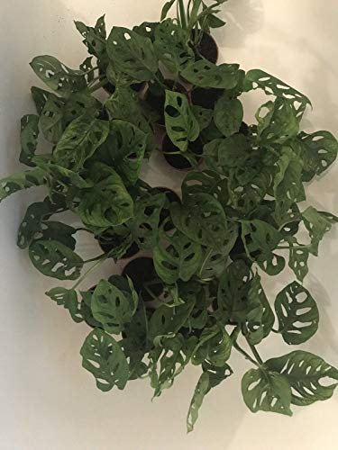 Wohnungsgrundstück Monstera Obliqua Adansonii Rooted