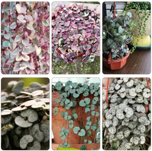 leuchterblume winterharte kübelpflanzen blumensamen Ceropegia woodii - blumensaat balkongarten dachbegrünung büropflanzen pflanzensamen topfpflanzen draußen winterhart 550samen
