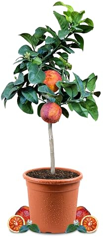 Meine Orangerie - Orangenbaum 'Arcobal' - 70 bis 90 cm - Regenbogen-Orange - Citrus Sinensis 'Arcobal' - echter Zitrusbaum - mehrjährige fruchtreife Zitruspflanze - ca. 5 Jahre alt